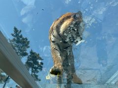 -西霞口神雕山野生动物世界