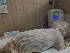 -北京观赏动物医院·24小时大型综合·猫专科·异宠专科