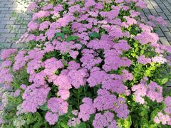 -野鸭湖国家湿地公园