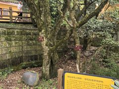 -普陀山风景区-佛顶山