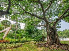 -瑞丽独树成林风景区