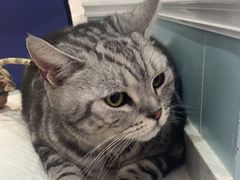 -纳吉亚猫专科动物医院·北北分院