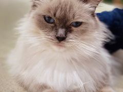 -藏猫猫咖啡主题馆(中央大道店)