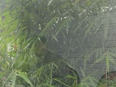 -蘑统田下·野生菌火锅