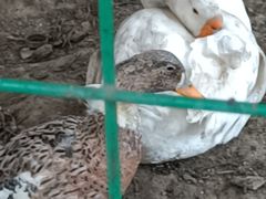 -小鱼草莓采摘园农家乐·小鱼餐厅