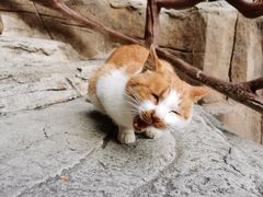 -狼牙山风景区