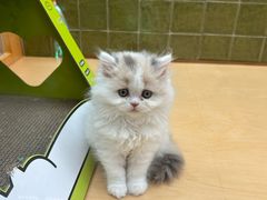 -帕帕拉兹宠物(亚洲旗舰店)