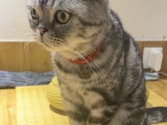 -有猫主题·治愈系猫咖(曾厝垵店)