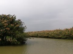 -大湾区中央湿地公园
