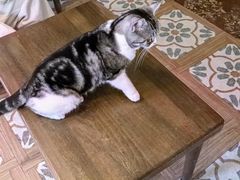 -猫猫幼稚园·撸猫·桌游·电玩