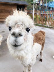 -萌宠亲子动物乐园(槐房万达店)