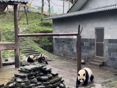 -中国大熊猫保护研究中心雅安碧峰峡基地