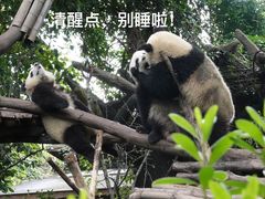 -成都大熊猫繁育研究基地