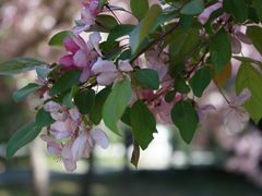 -石家庄市植物园