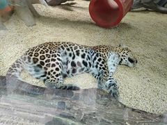 -广州长隆野生动物世界