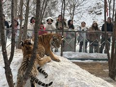 -横道河子东北虎林园