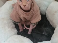 -萌喵宠狗爱心宠咖