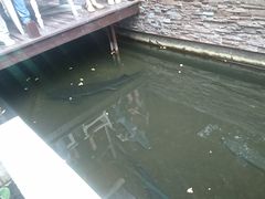-Local泰莲庭(虹鳟鱼店)