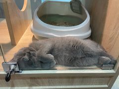 -BABIT巴比特宠物(MOMOPARK店)