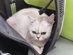-北京观赏动物医院·24小时大型综合·猫专科·异宠专科