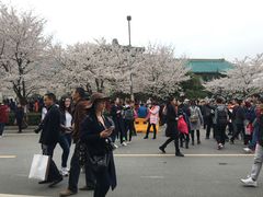-武汉大学-樱园