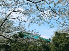 -武汉大学-樱园