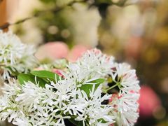 -双季花艺园艺市场(浦东店)