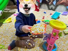 -岁宝Shirble plaza(景田店)