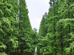 -黄海国家森林公园