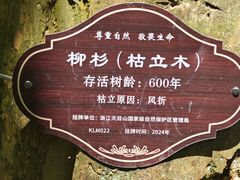 -天目山大树王景区