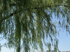 -长春市南湖公园