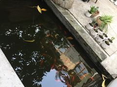 -两棵枇杷树