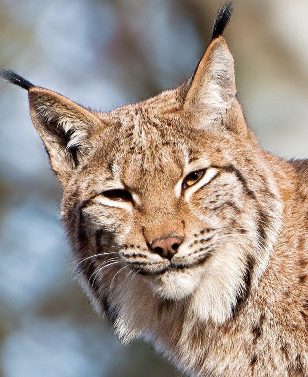 是猞狸🐈还是蛇🐍年