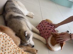 -怪兽屋·羊驼·猫咖·狗咖(俊华广场店)