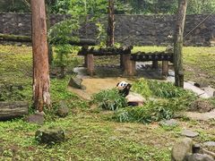 -都江堰中华大熊猫苑
