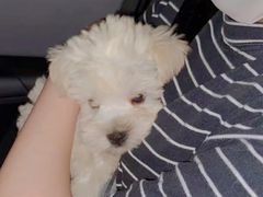 -翊宠yipet猫狗购宠庄园犬舍•猫舍