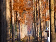 -黄海国家森林公园