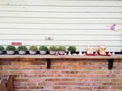 -柴犬高等学院·狗咖·柴犬售卖·宠物训练