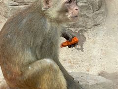 -石家庄市动物园