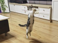 -平行世界·猫咖(首经贸店)