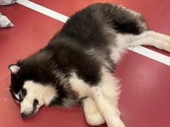 -和它·交个朋友·狗咖猫咖(爱琴海店)