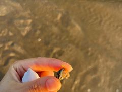-白城沙滩