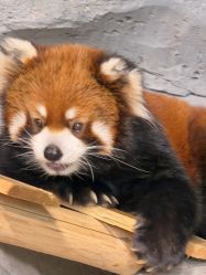 -Zoolung Zoolung动物主题公园(海信广场店)