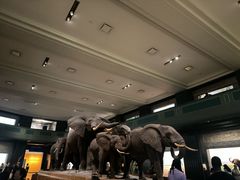 -美国自然历史博物馆