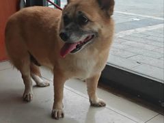 -艾贝尔宠物医院 ·内科全科(梁溪路店)