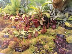 -中国科学院西双版纳热带植物园