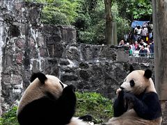 -都江堰中华大熊猫苑