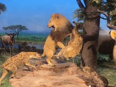 -国家自然博物馆