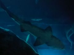 -迪拜水族馆及水下动物园
