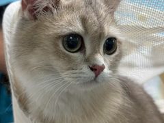 -宠颐生猫科·内科皮肤科(西平世纪城店)